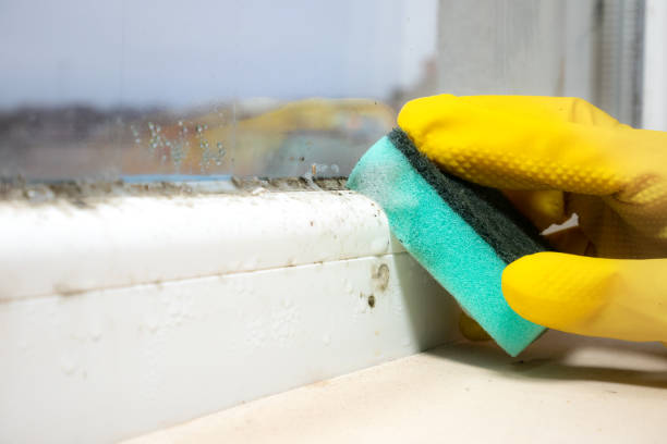 Trusted Yuma, CO Mold Remediation Experts